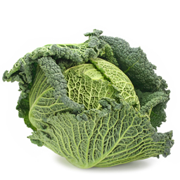 Savoy cabbage of Brittany
